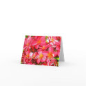 Thank You Plumeria cards by poipukine Thank You Plumeria cards