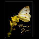 Thank You Post Card postcards
