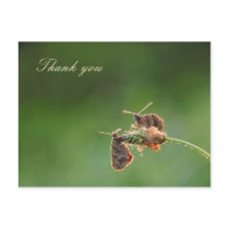 Thank you postcards by Rainmountain Thank you postcards