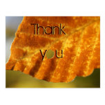thank you postcard