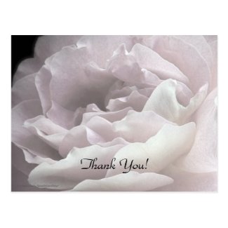 Thank You Postcard, Pale Pink Rose