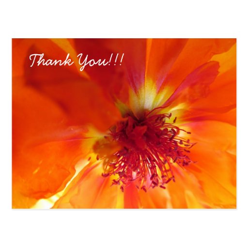 Thank You Postcard with orange flower Zazzle