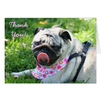 Pug Thank You Cards, Pug Thank You Card Templates, Postage, Invitations 