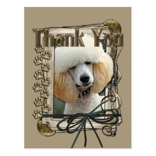 Thank You - Stone Paws - Poodle - Apricot Post Cards