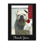 Thank You White bulldog with rose postcard