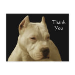 Thank You White pitbull postcard