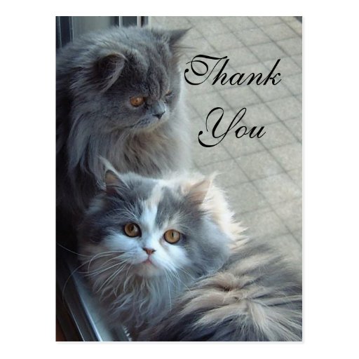 Thank you with cats postcard