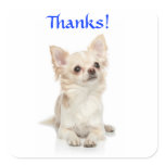 Thanks Long Haired Chihuahua  Sticker