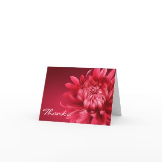 Thanks red chrysanthemum 