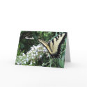 Thanks -- Western Tiger Swallowtail cards