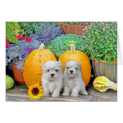 Thanksgiving Maltese puppies greeting card