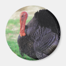 Thanksgiving Turkey Bird Fridge Magnet