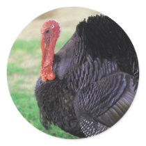 Thanksgiving Turkey Bird stickers by FallSeason Thanksgiving Turkey Bird stickers
