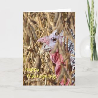 Thanksgiving Turkey in Soybean Field card