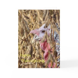 Thanksgiving Turkey in Soybean Field card