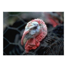 Thanksgiving Turkey Personalized Announcement