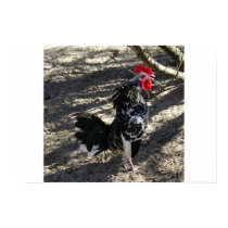 that's MR.ROOSTER... posters