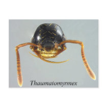 Thaumatomyrmex postcards