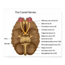 The 12 cranial nerves Poster