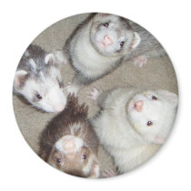 The 4 Musketeer Ferrets! magnets