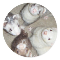 The 4 Musketeer Ferrets! stickers