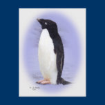 The Ade'lie Penguin Post card postcards