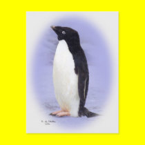 The Ade'lie Penguin Post card postcards