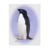 The Ade'lie Penguin Post card postcards