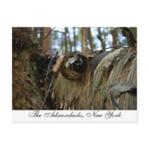 The Adirondacks, New York postcards