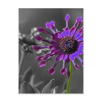 The African Daisy Postcards