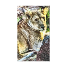 The African Lion Canvas Wall Art Canvas Print