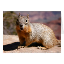 The Albert Squirrel cards
