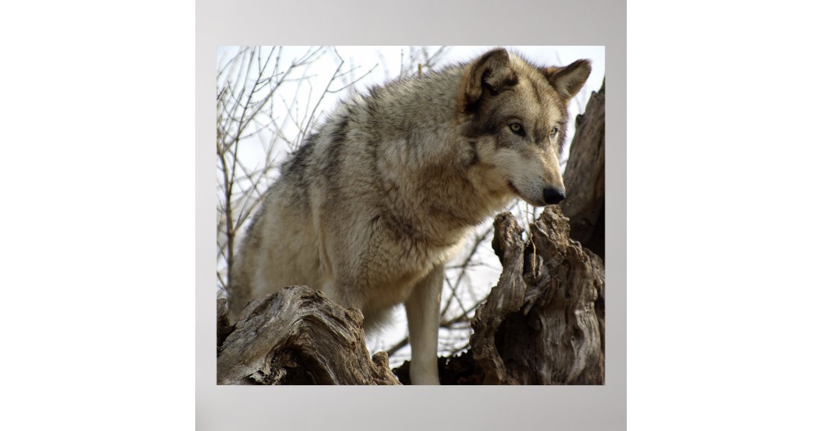 The Alpha Female Wolf on Watch Poster | Zazzle