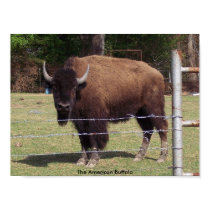 The American Buffalo Poster posters