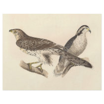 The American Goshawk	(Astur atricapillus) Full Color Flyer