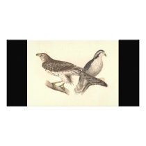 The American Goshawk	(Astur atricapillus) Photo Card