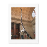 The American Museum of Natural History, NYC Post Card
