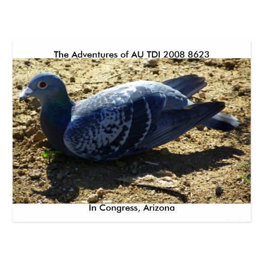 The American Racing Pigeon Union Postcard Zazzle