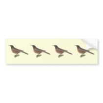 The American Robin	(Merula migratoria) Bumper Stickers
