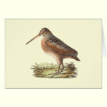 The American Woodcock	(Rusticola minor) cards
