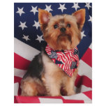 The American Yorkie flyers