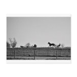 The Amish Country Postcard