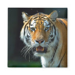 The Amur or Siberian Tiger Magnet