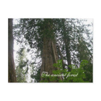 The Ancient Forest postcards
