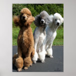 The answer my freind, is Poodles in the wind... posters