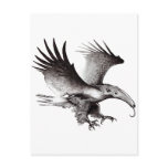 The Ant Eagle Post Card