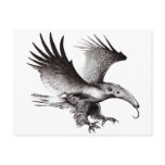 The Ant Eagle Post Card