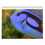 The Aquarium Calendar