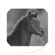 The Arabian Filly Sticker