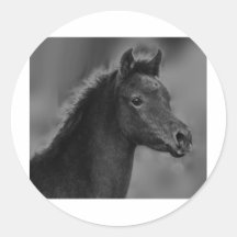 The Arabian Filly Sticker